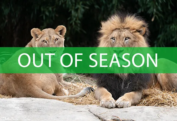 lion pride tour out of season