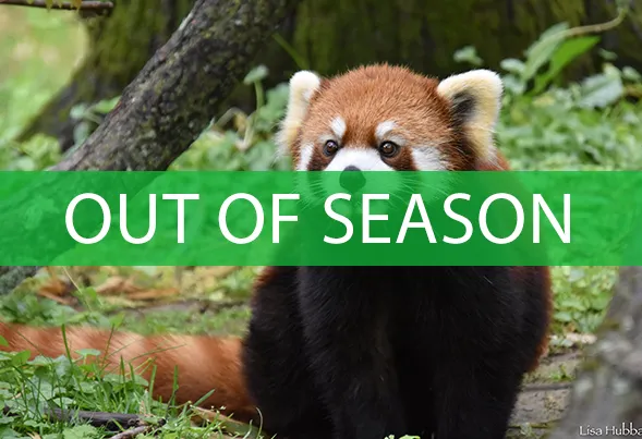 red panda tour is out of season
