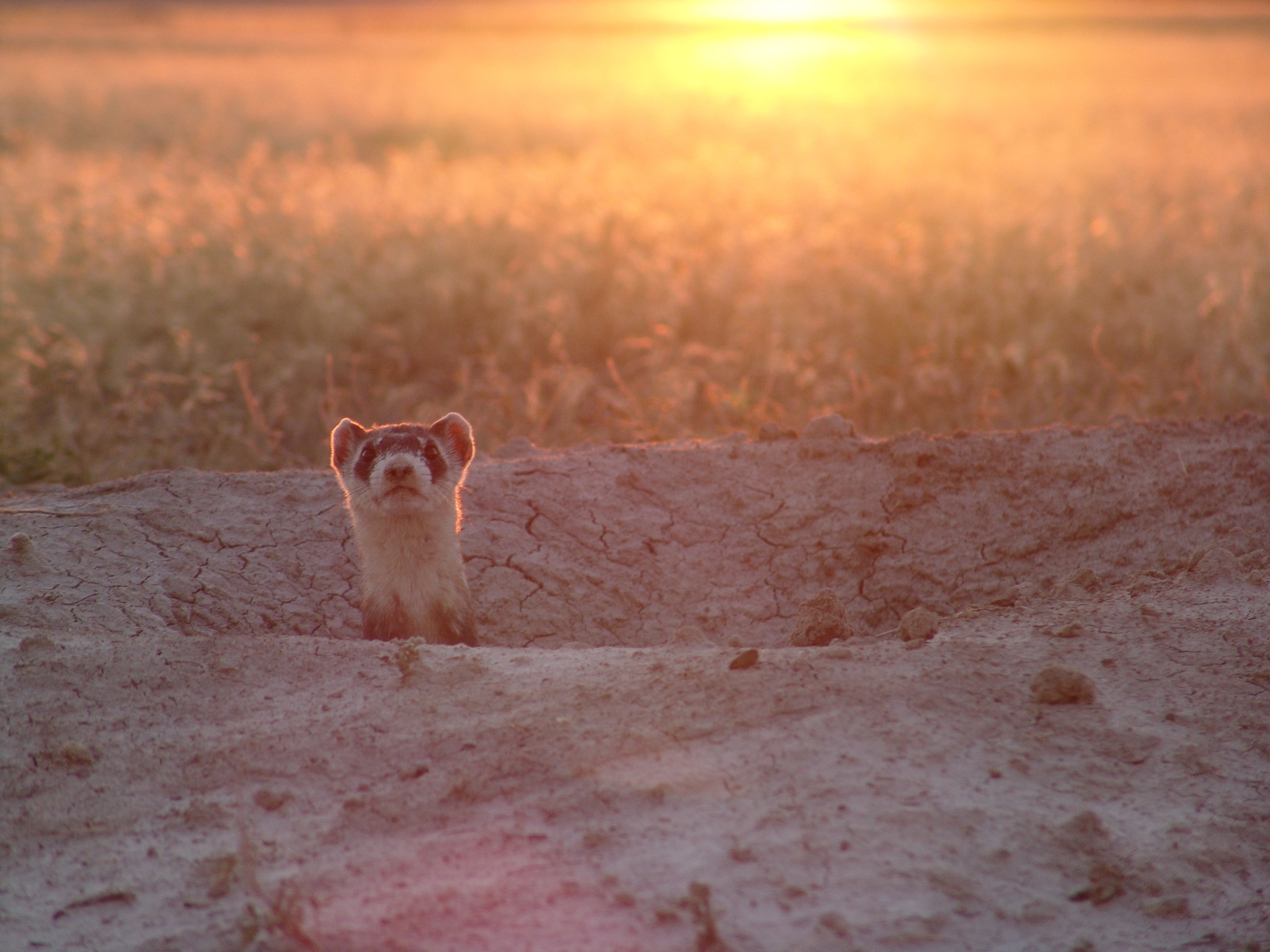 Black-footed Ferret sticking his head up from the ground