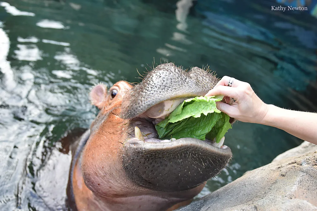 fiona hippo eating lettuce