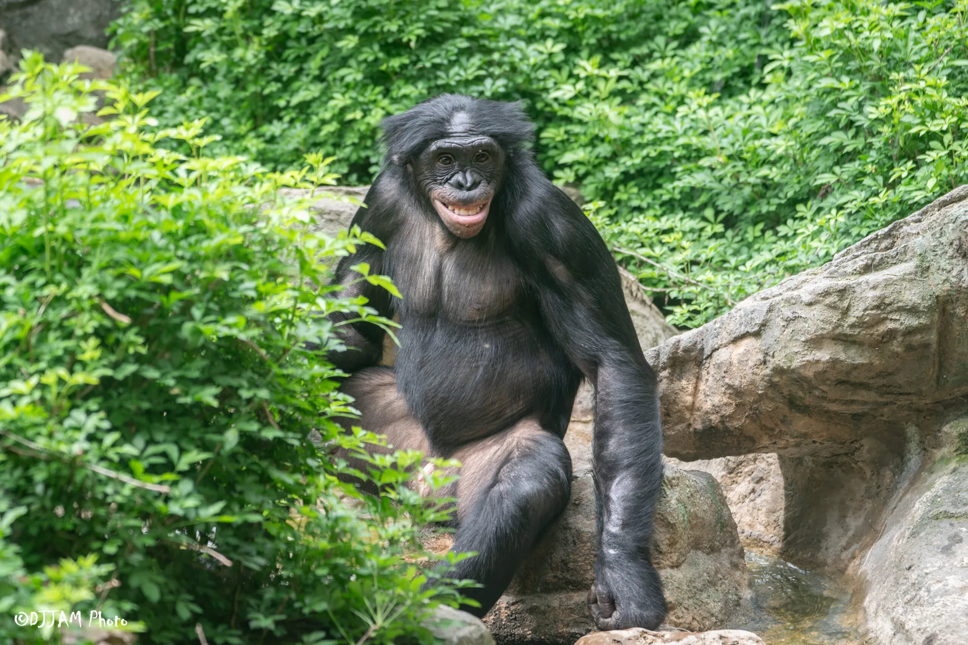 bo the bonobo