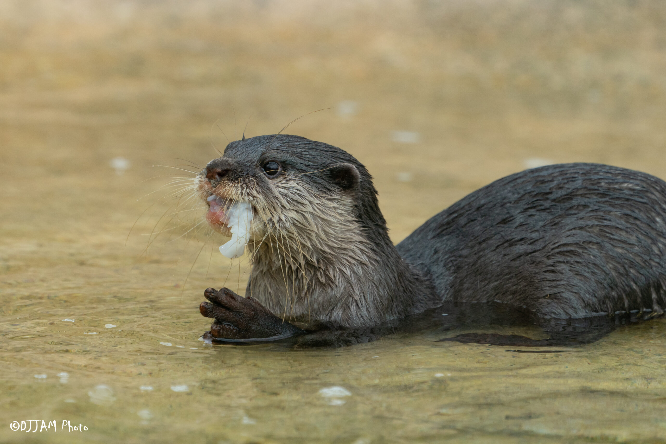 asian small clawed otter eating shrimp