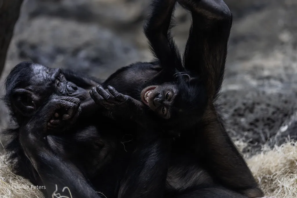 daisy the bonobo with mom