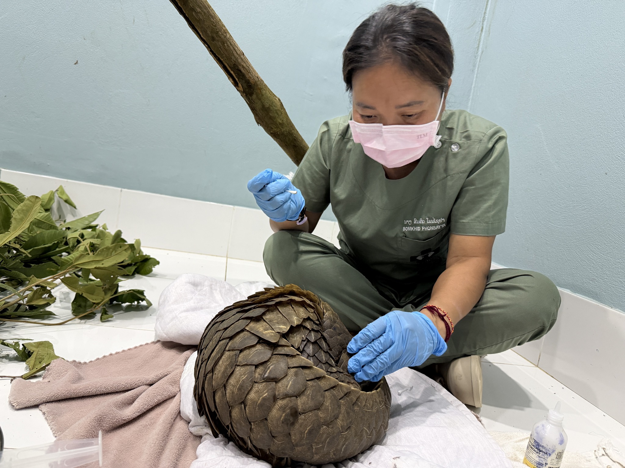 conservation partner helping an animal