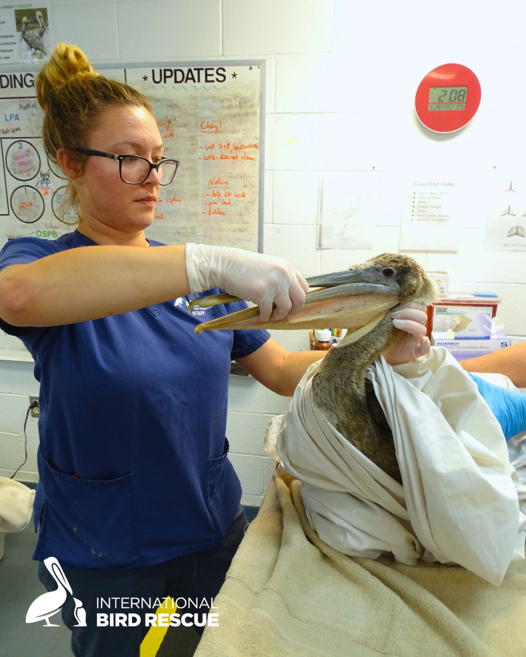 International Bird Rescue conservation partner helping a bird