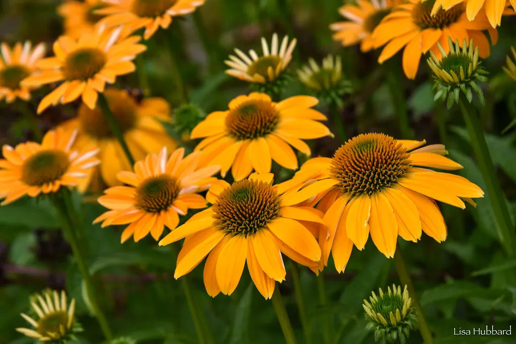 Cincinnati Zoo & Botanical Garden Named Best Botanical Garden in the Nation