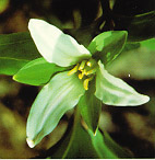 Trillium