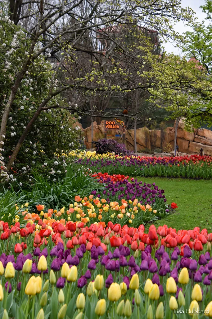 tulips