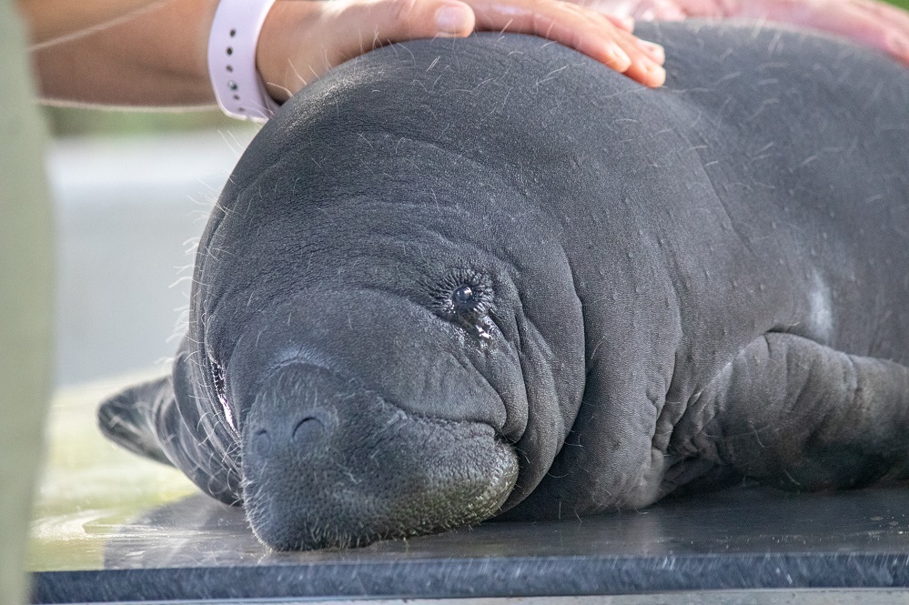 Baby Calliope at Zoo Tampa