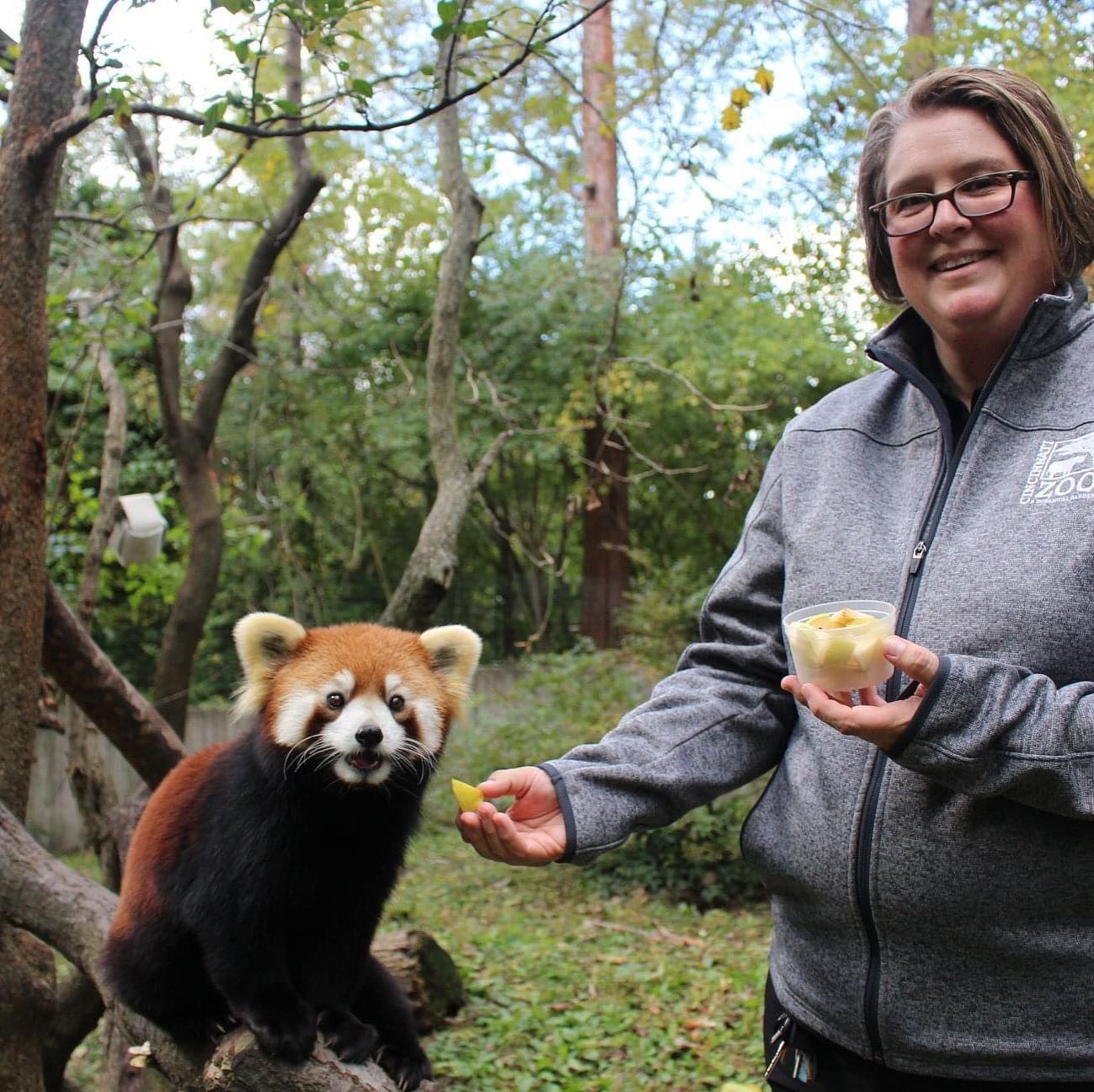 zoo animal nutritionist barbara henry with a red panda