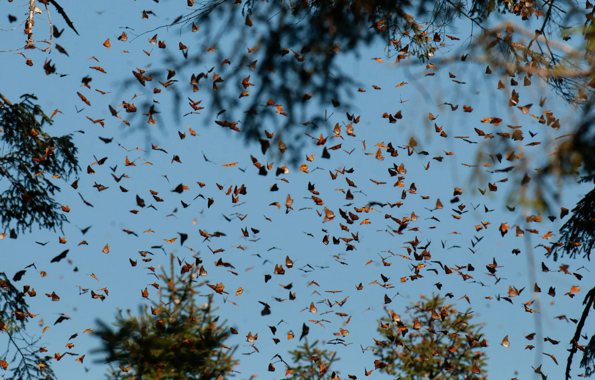 butterfly migration mexico