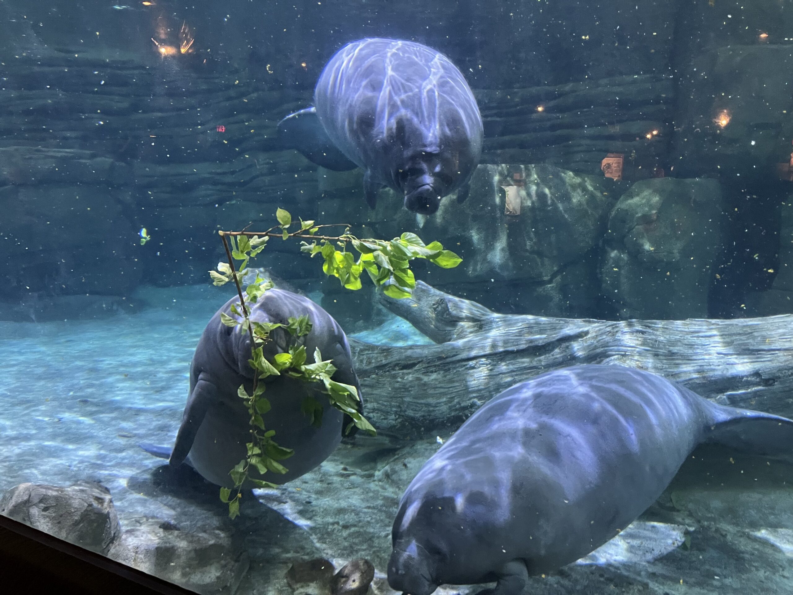 Calliope’s Remarkable Journey – Cincinnati Zoo & Botanical Garden