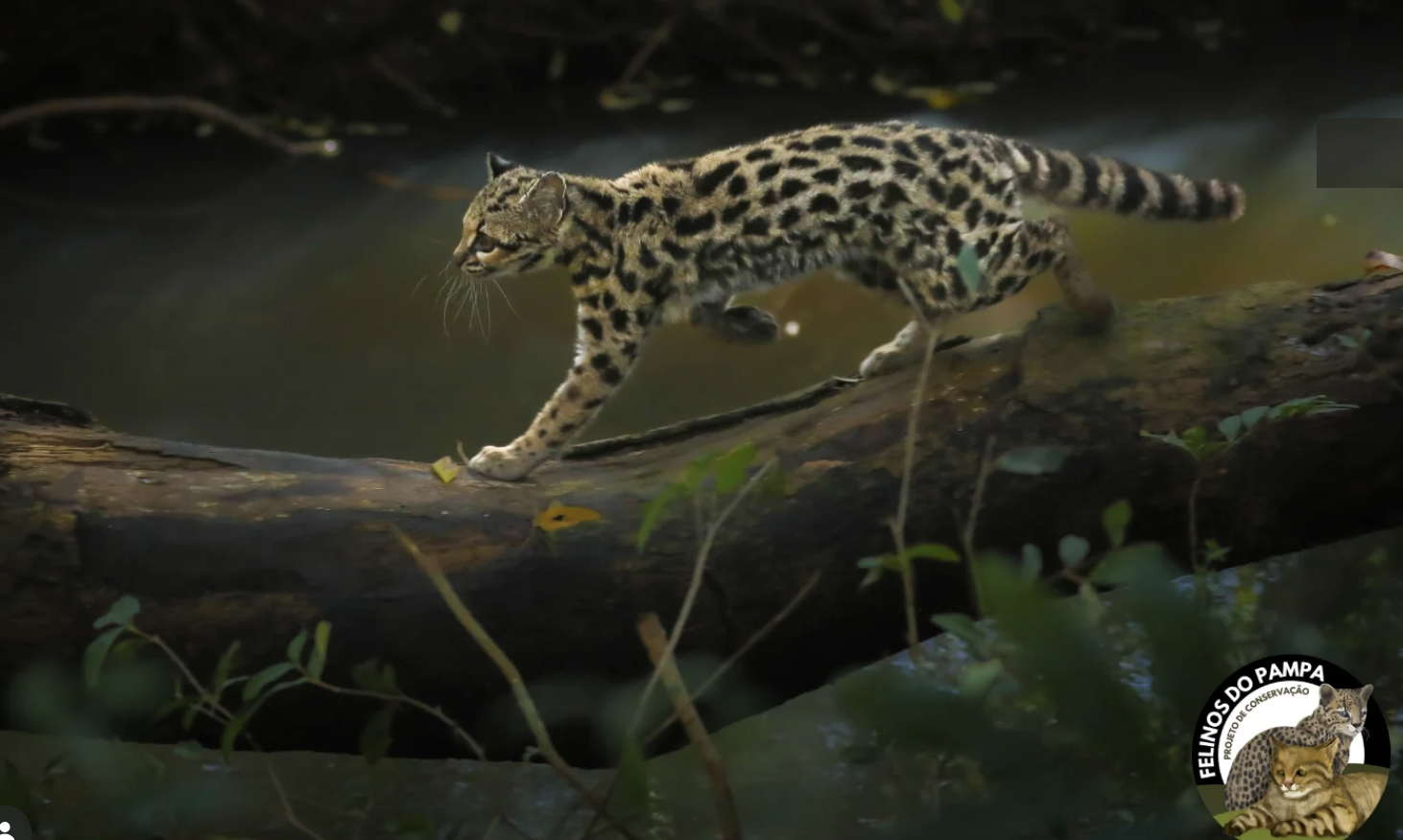 Wild Cats of the Pampa Conservation Project