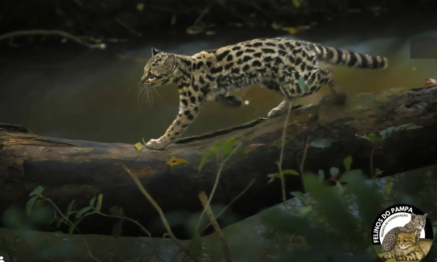 Wild Cats of the Pampa Conservation Project