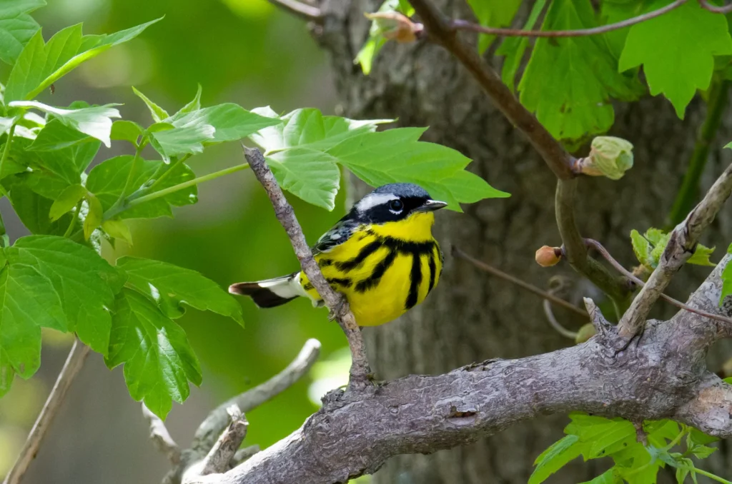 songbirds