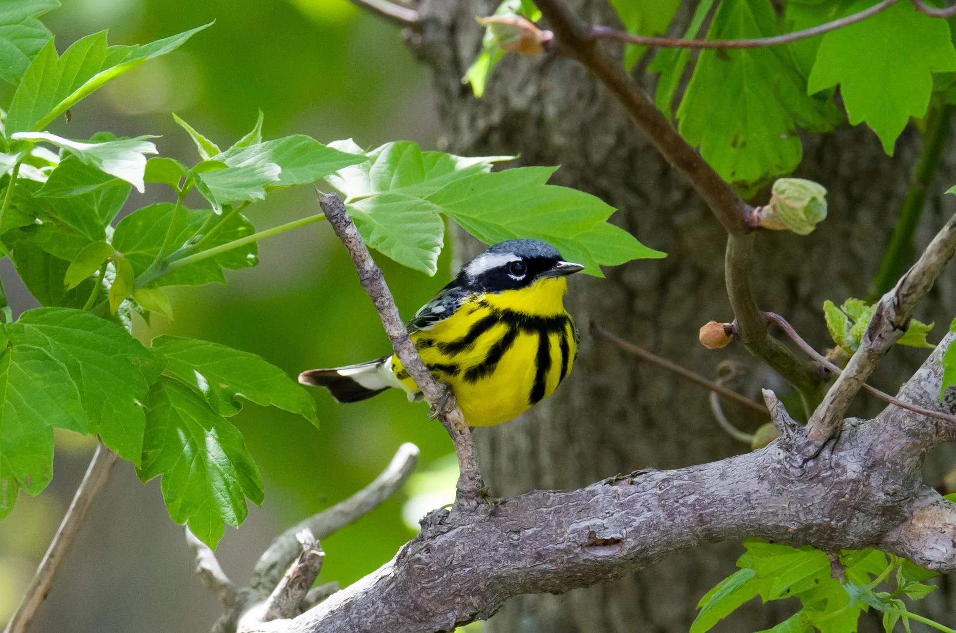 songbirds
