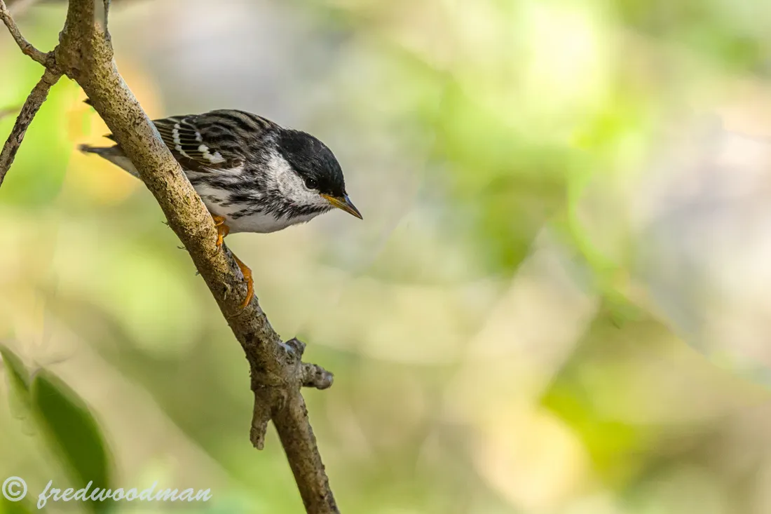songbirds