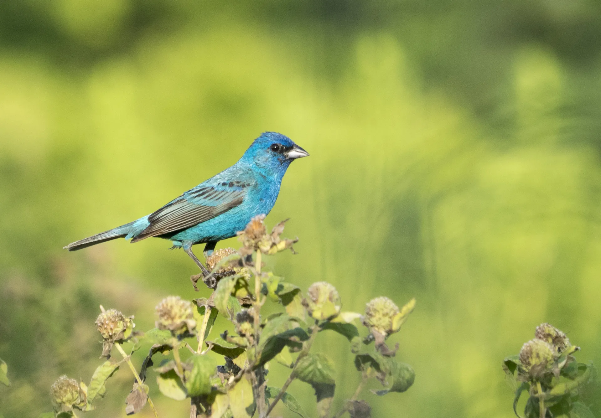songbirds
