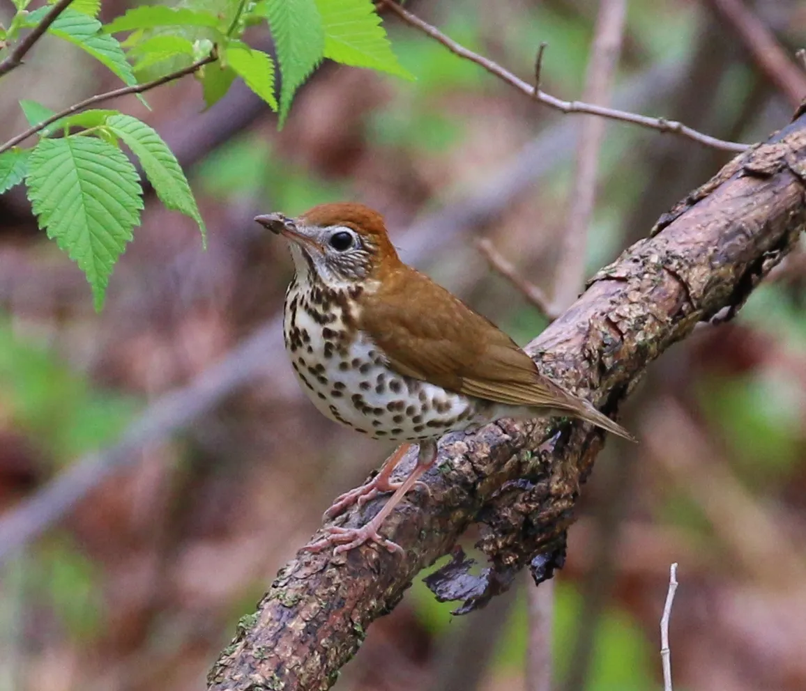songbirds