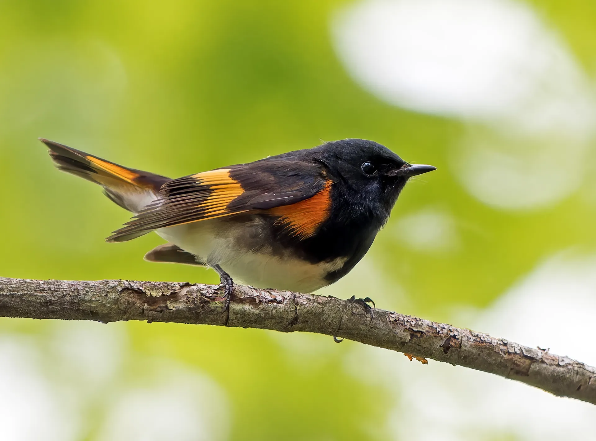 songbirds