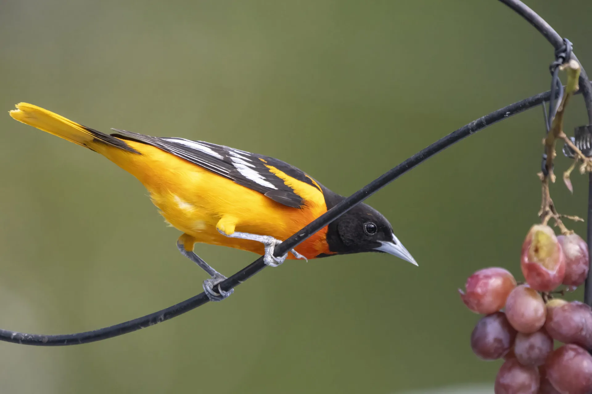 songbirds