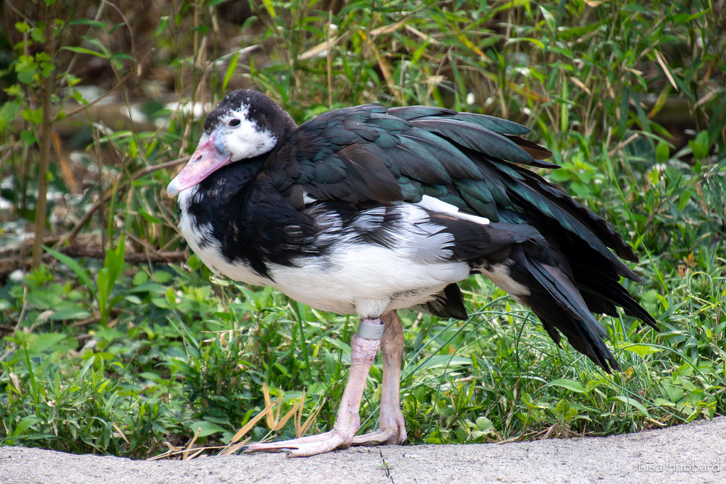 spur winged goose