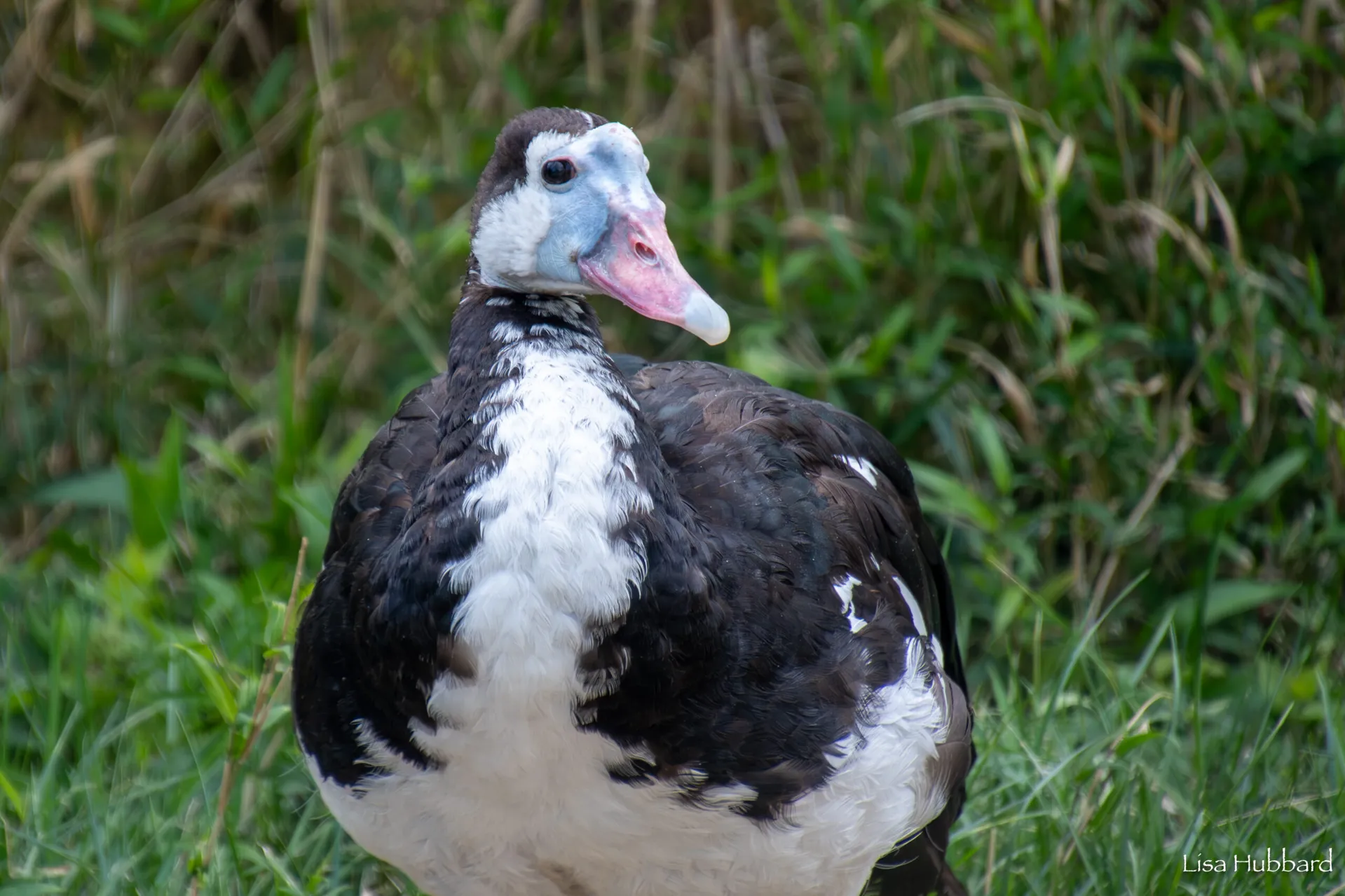 spur winged goose