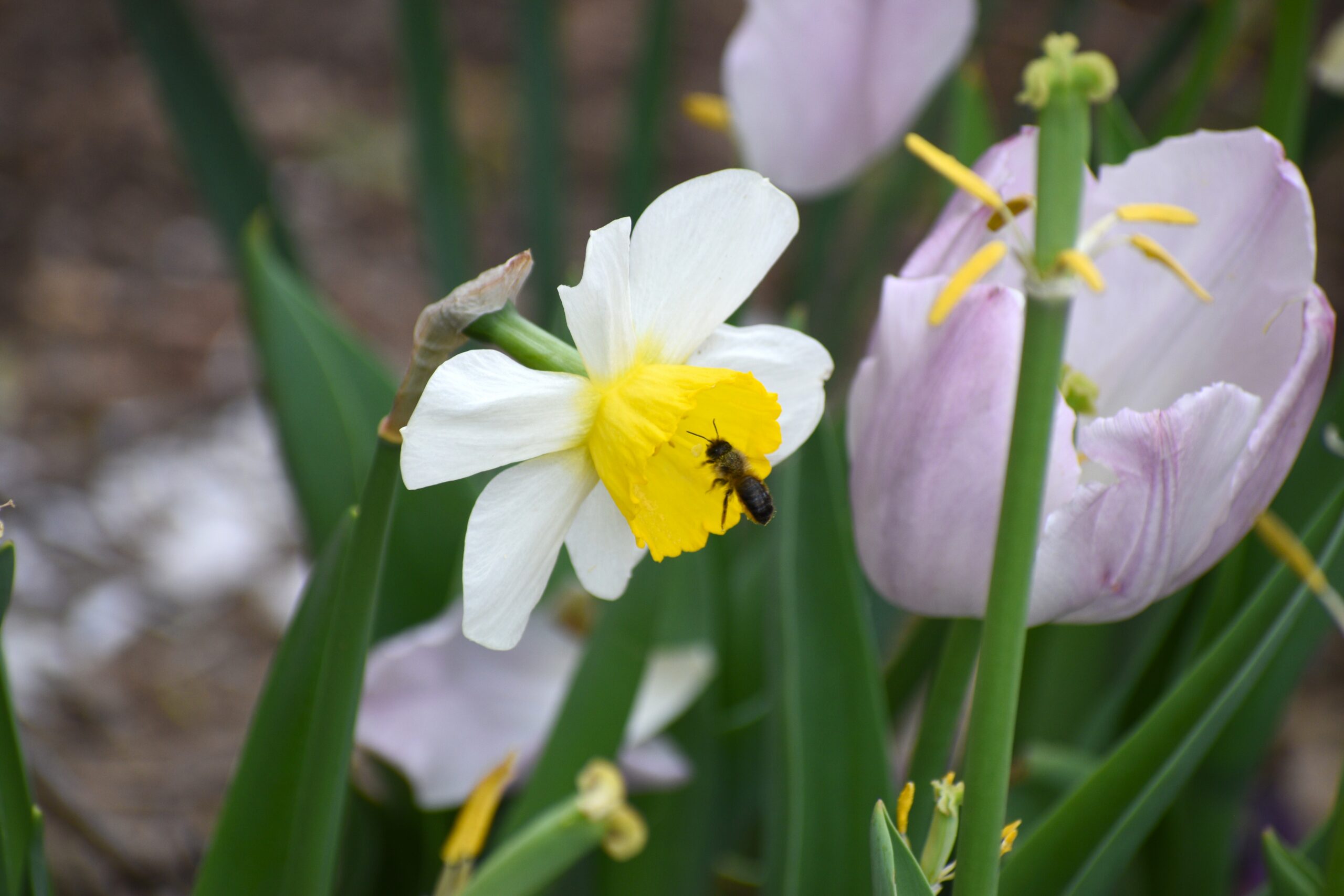 community garden