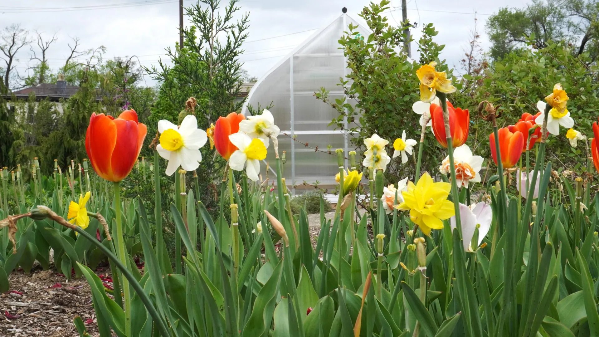 community garden
