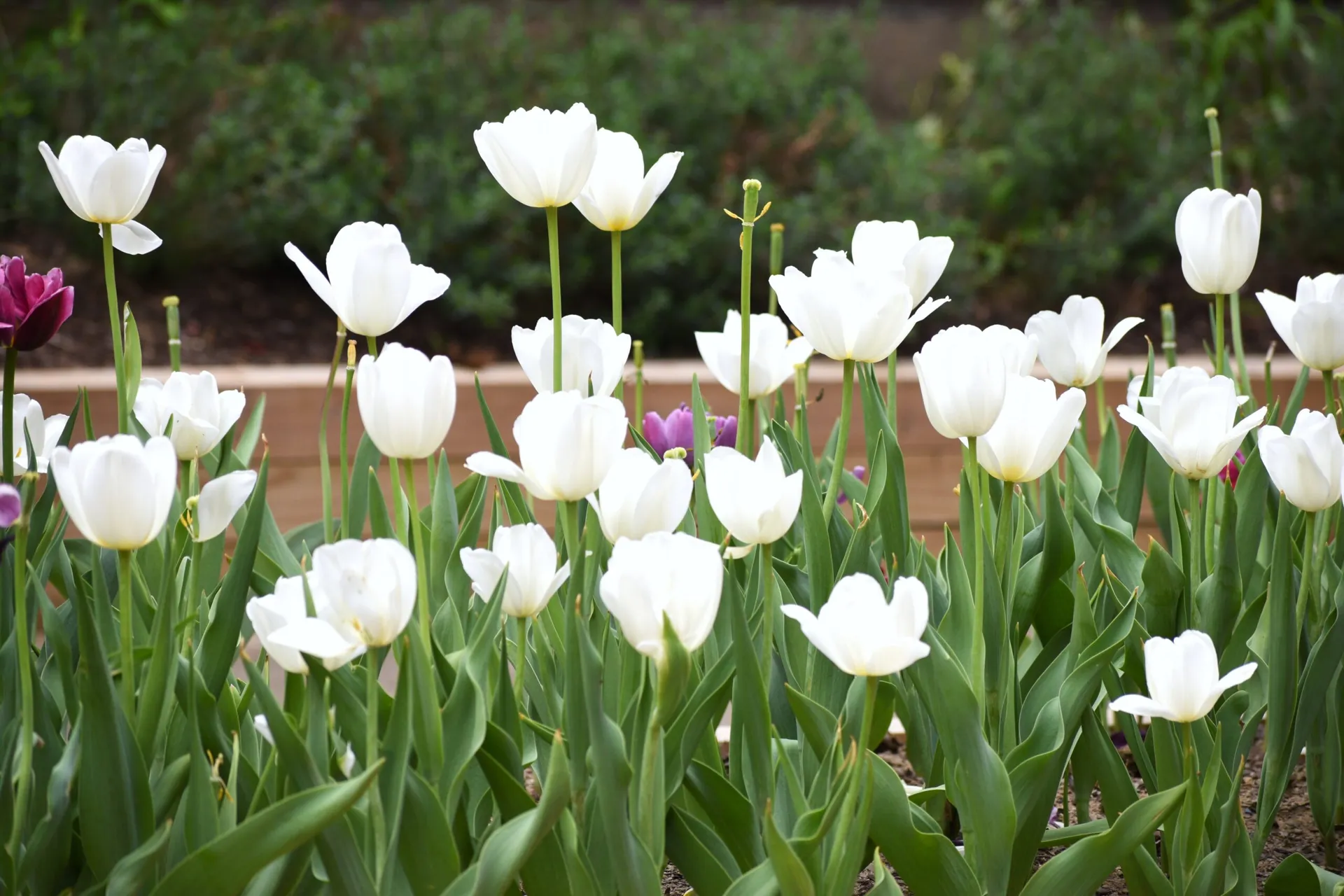 community garden