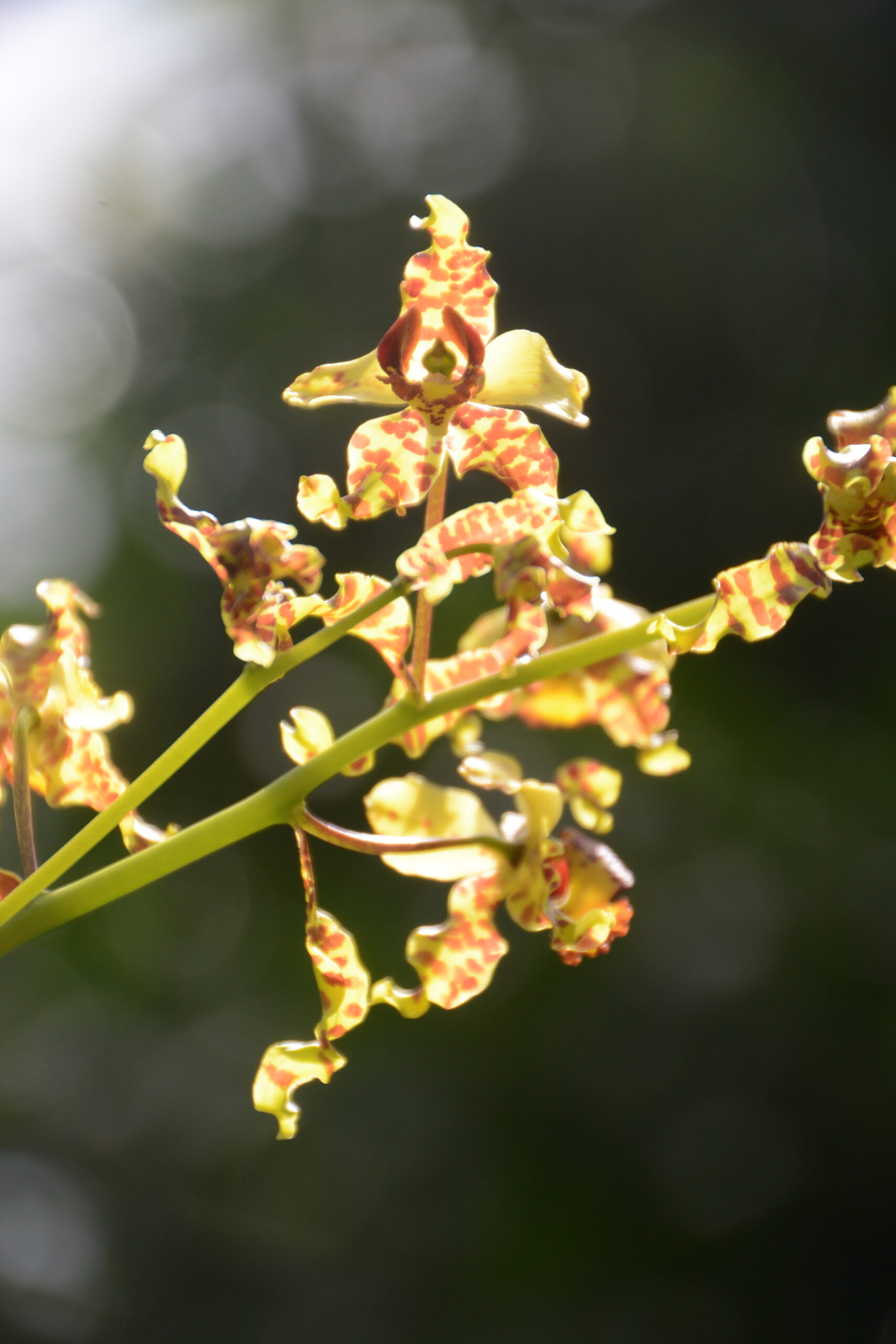 Cyrtopodium punctatum