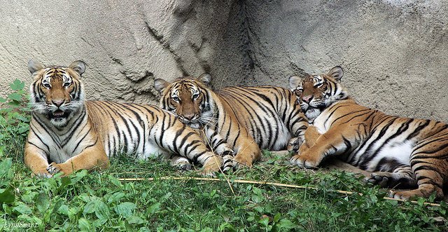 The Purr-fect Match: Conserving Cats with Science – Cincinnati Zoo & Botanical Garden