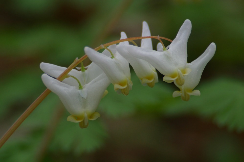 Dicentra cucullaria Dutchman's Breeches