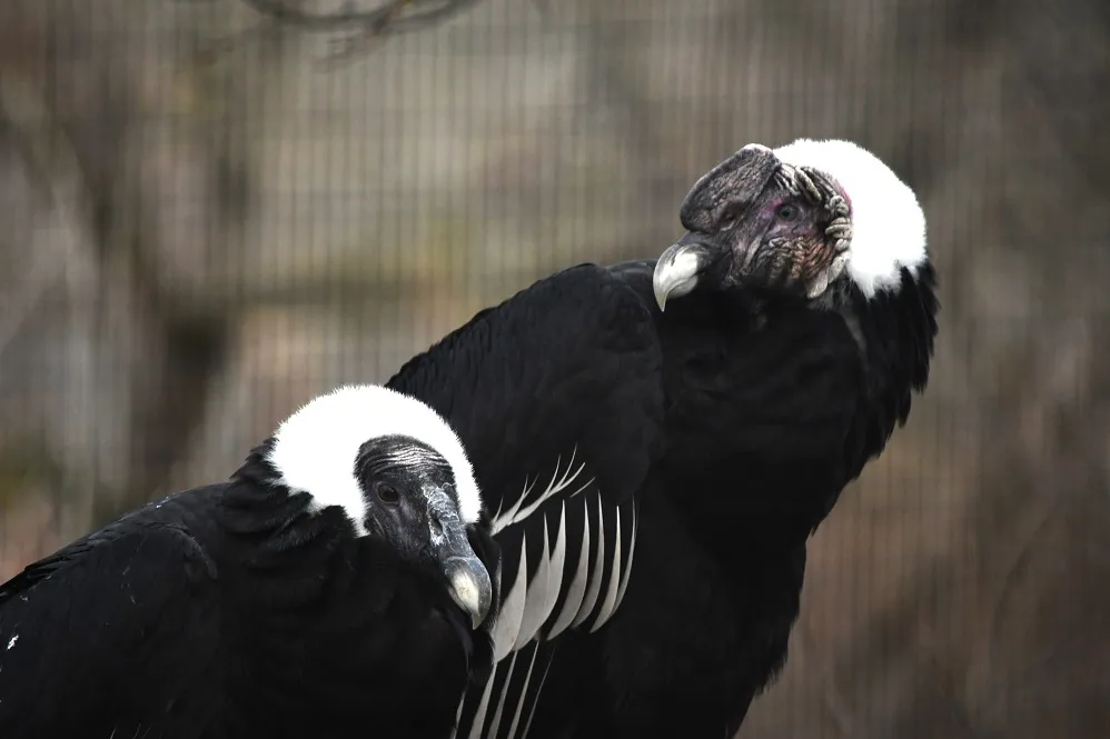 On The Hunt for Condor Eggs!