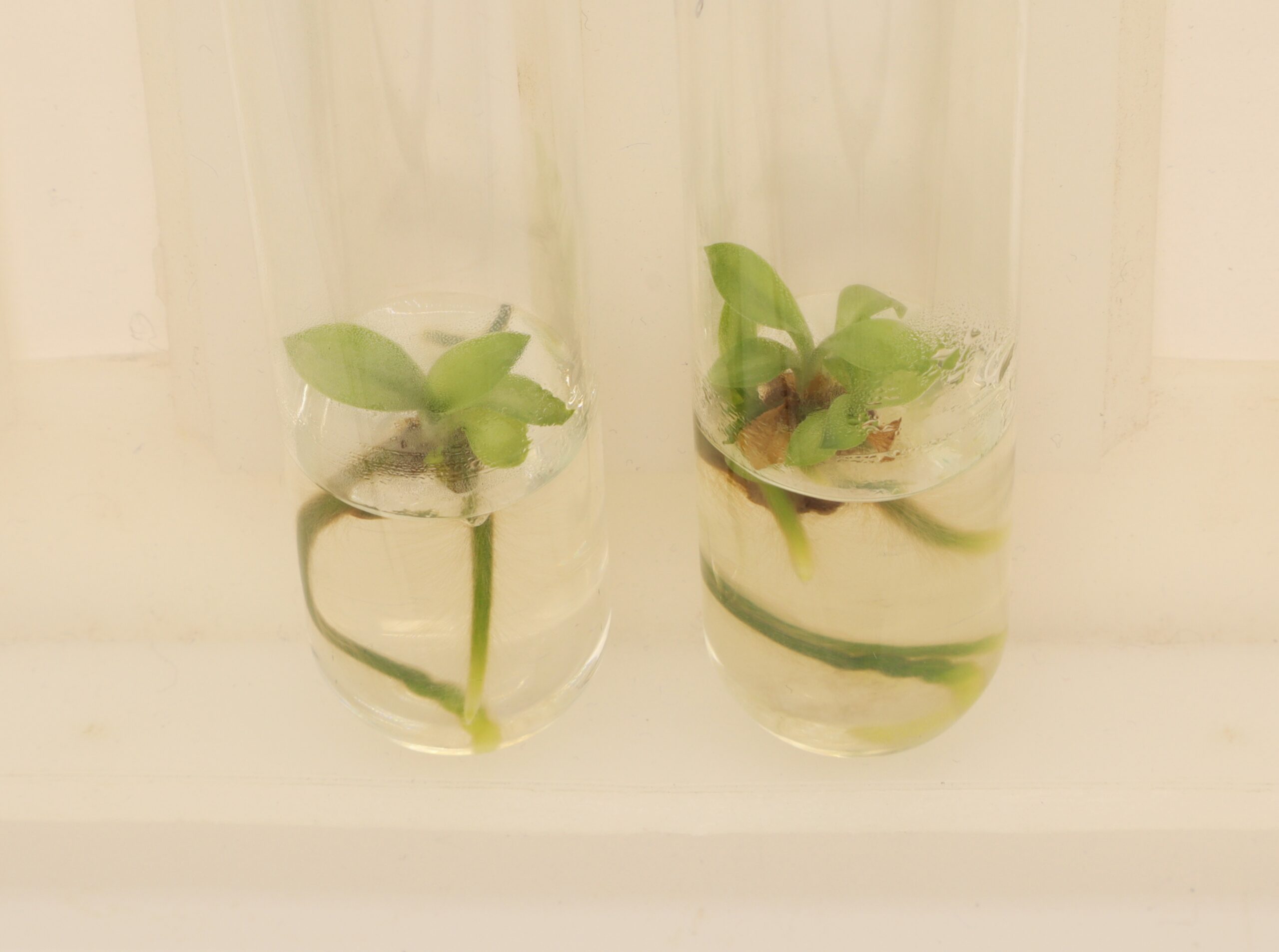 Orchids in Tissue Culture