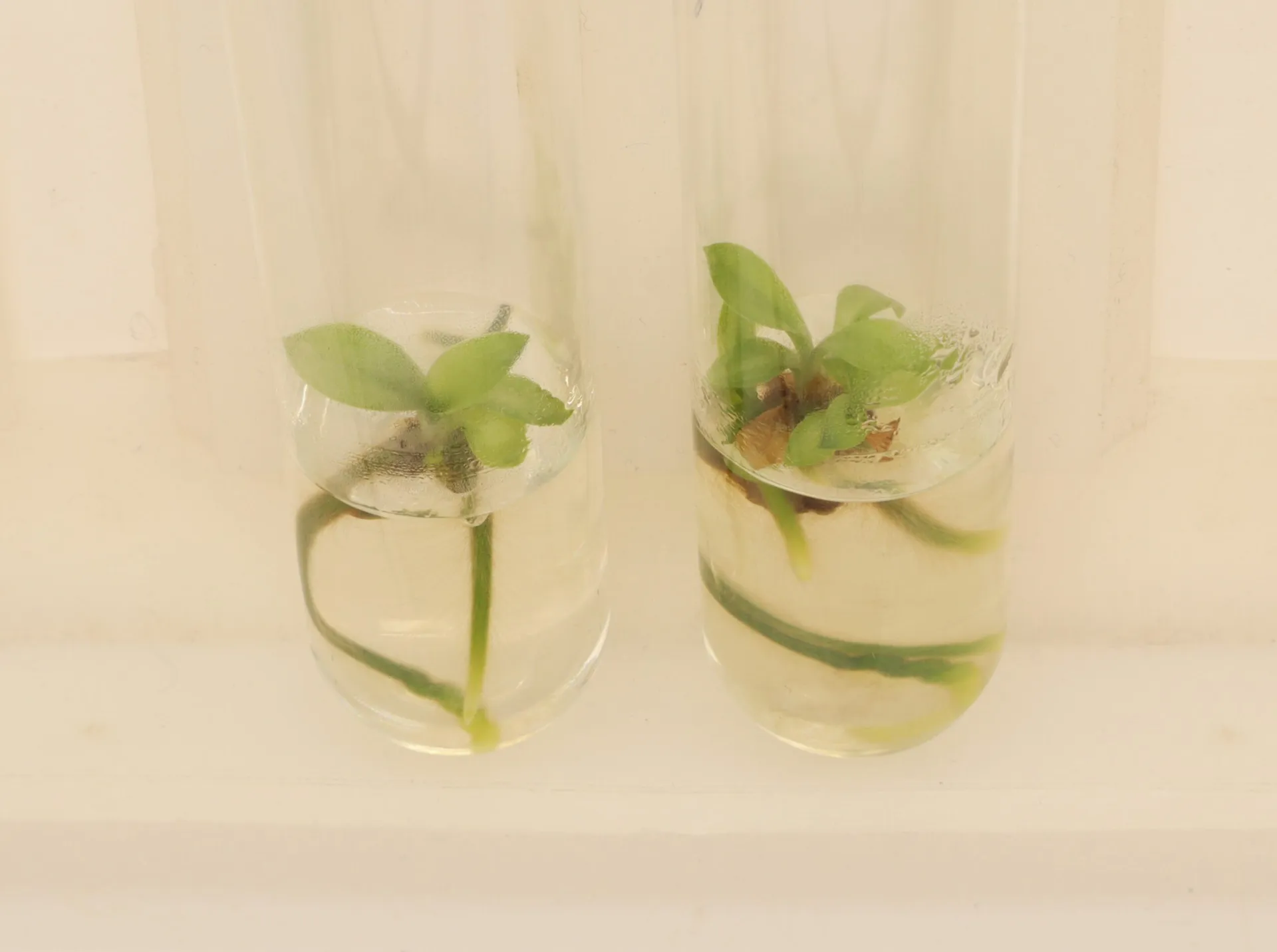 Orchids in Tissue Culture
