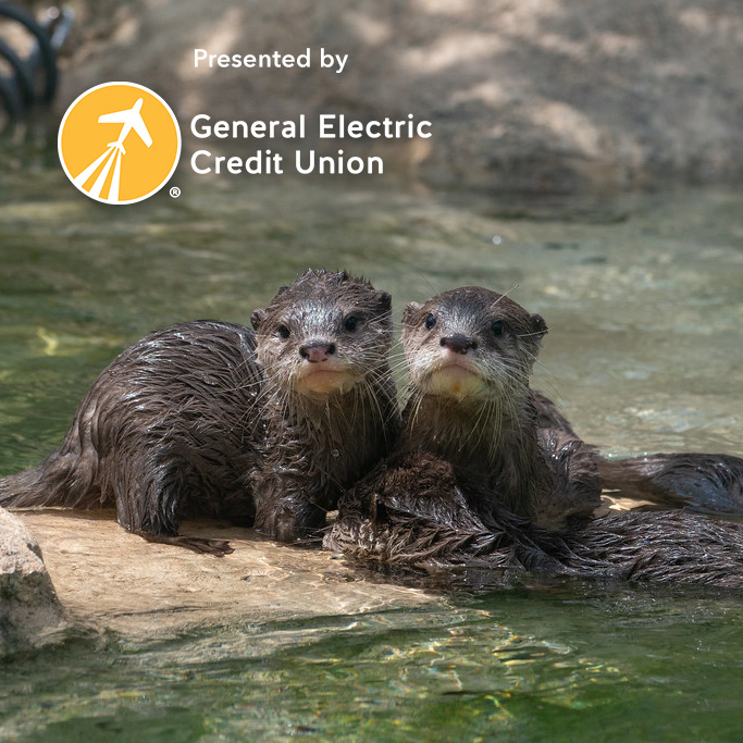 zoo babies otters