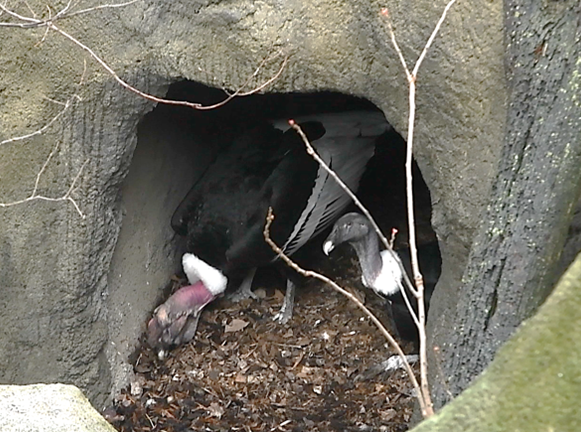 Gryph “edge-building” while Quechua guards the cave