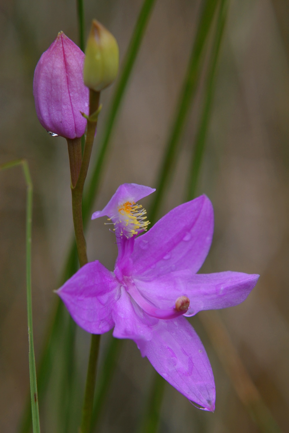 Behind the Blooms: How CREW and Bowyer Farm Are Helping Orchids Thrive – Cincinnati Zoo & Botanical Garden