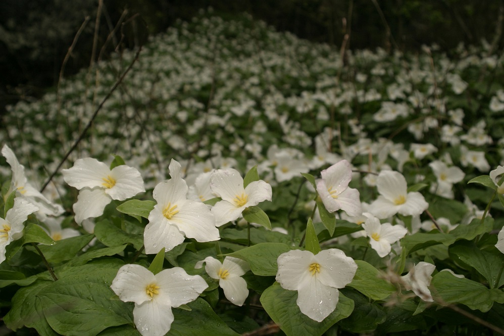 Trillium grandiflorum