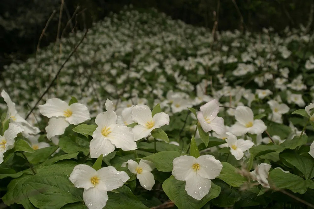 Trillium grandiflorum