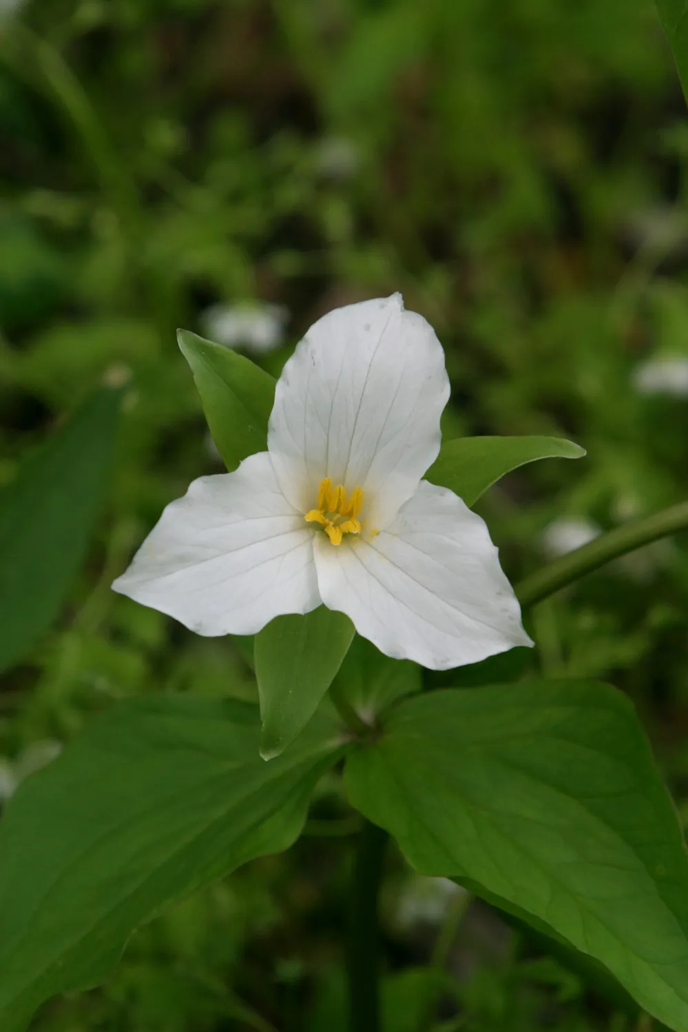 Trillium grandiflorum