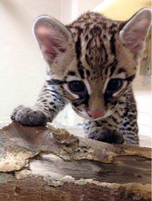 Brazilian ocelot Revy, who was born from AI on New Year's Eve in 2012.