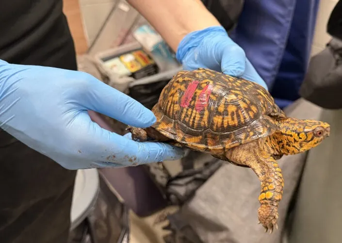 box turtle