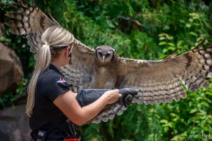 ori owl flying to a keeper