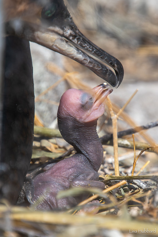 White-breasted cormorant chick