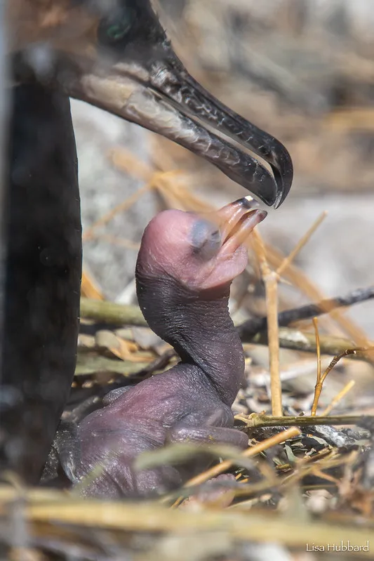 White-breasted cormorant chick