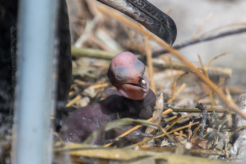 International Bird Rescue with a Side of Egg Transport