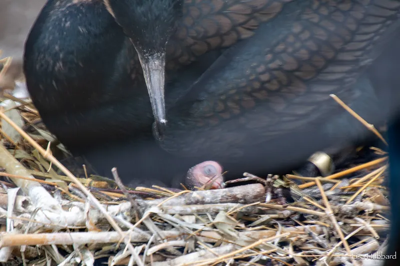 White-breasted cormorant chick
