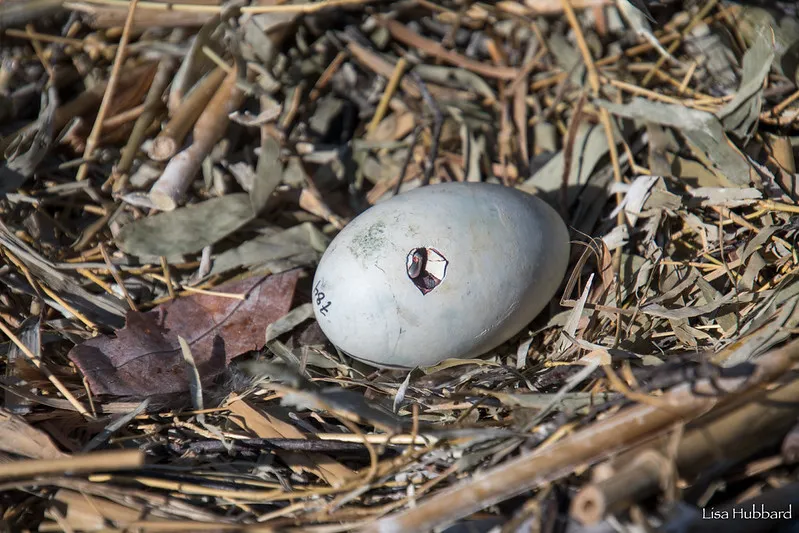 White-breasted cormorant egg